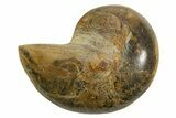 Cut & Polished Jurassic Nautilus Fossil (Half) - Madagascar #339271-1
